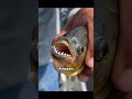 Piranhas have appeared in the Amazon that even crocodiles fear.