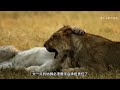 小雷诺苦尽甘来终成一代狮王大帝 动物世界 雄狮 动物纪录片解说 狮子王 抖音 小雷诺苦尽甘来终成一代狮王大帝 动物世界 雄狮 动物纪录片解说 狮子王 抖音