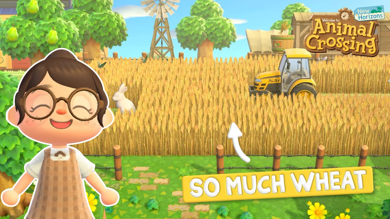 I Made a Wheat Field and it's Beautiful!! 🌾 | Animal Crossing New Horizons  - YouTube
