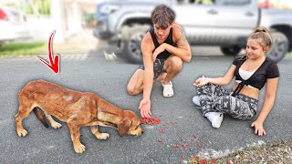 Helping abandoned animals in Puerto Rico... (Sad)