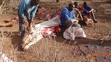 Is giraffe meat edible?
