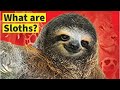 What are Sloths? by Megan Borgert-Spaniol | YouTube Books for Kids