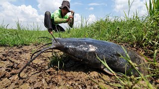 Wow amazing fishing! a fisherman catch a lot of fish big Monster come out from mud dry place by hand