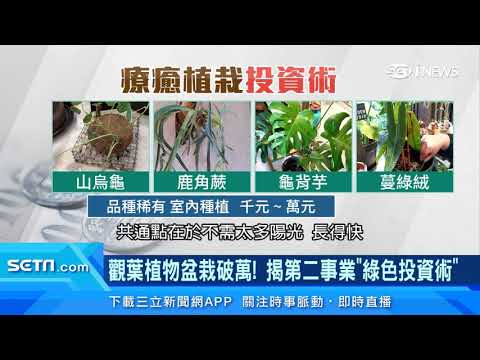 觀葉植物盆栽破萬！養「植物」竟能月入10萬　山烏龜、鹿角蕨、龜背芋、蔓綠絨「價格千元起跳」｜訂閱@94要賺錢看更多 財經新聞