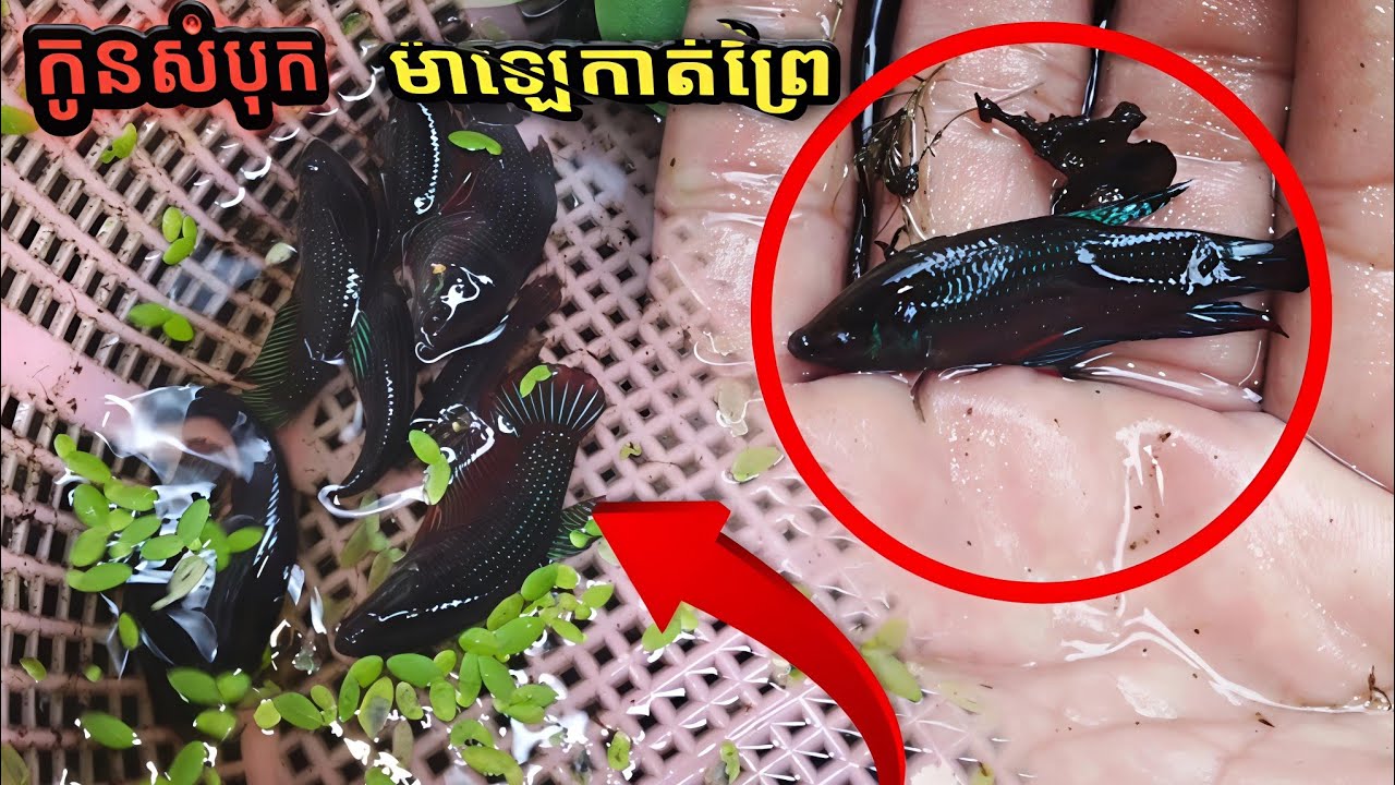 នេះជាត្រីក្រឹម , ដែលខ្ញុំបង្កាត់ ( ម៉ាឡេ កាត់ព្រៃ ) 