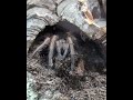 Spotted: a birdeater tarantula doing some landscaping #tarantula #substrate #exoticpets