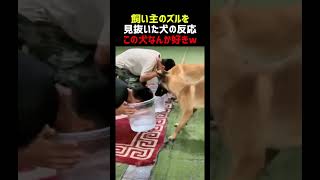 飼い主のズルを見抜いた犬の反応