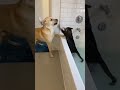 #funny#dog#cat#viral#trending #viral #trending #short