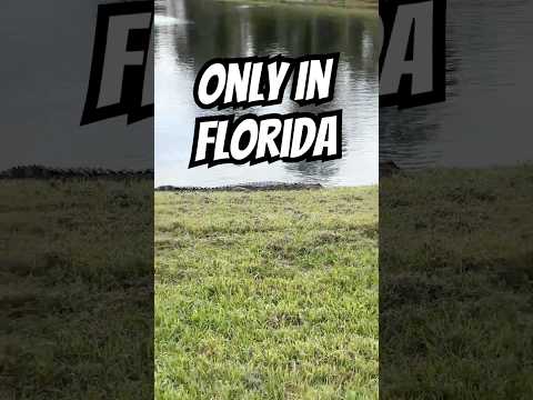 Today In Florida Gator Sighting     