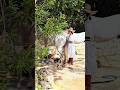 Show horse bath Xcaret Playa del Carmen Mexico tropical Caribbean jungle park animal life #travel