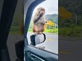 The unexpected precision a wild monkey uses when peeling fresh fruit…