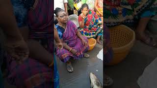 Fish selling by auction in kasimedu fish market