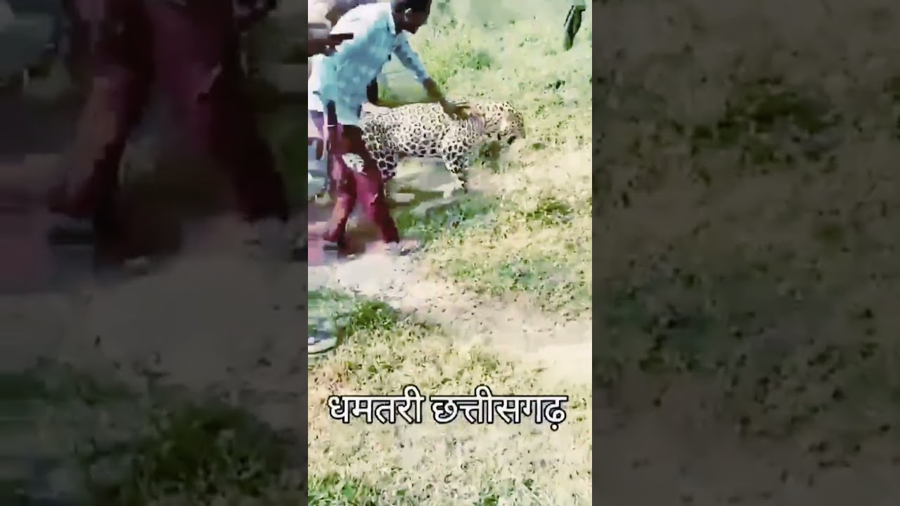 नशें में तेंदुआ — Jai Bhole nath  YouTube video