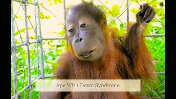 Animals With Rare Genetic Disorder