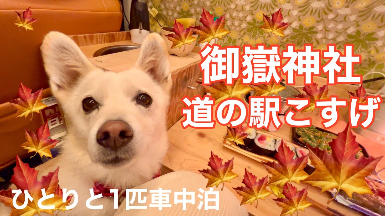 おいぬ様の御嶽神社をお参りし道の駅こすげで車中泊。御岳渓谷で紅葉狩りをしながらハナの好きなお散歩をいっぱいしました。