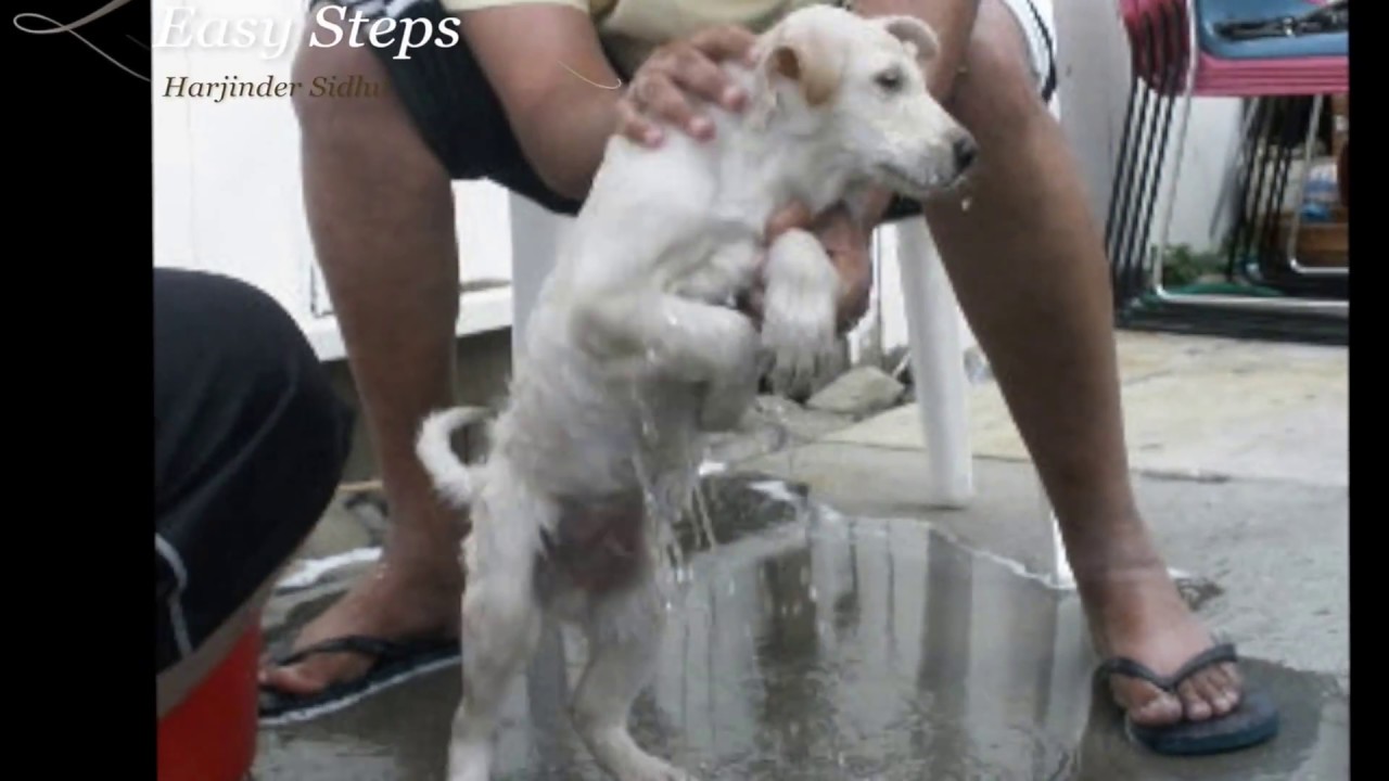German Shepherd Puppy First Shower Kids giving Bath to 8 wks old GSD Puppy YouTube
