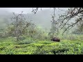 5 acres tea plantation in kotagiri tamilnadu