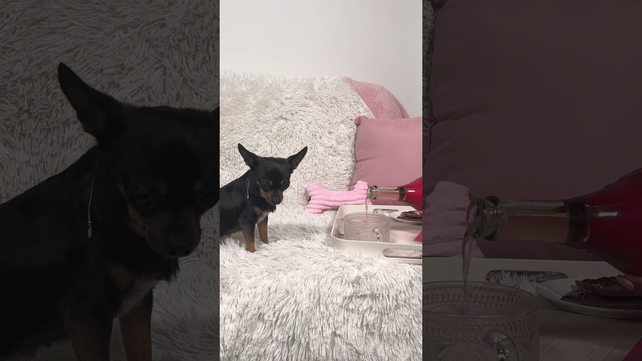 Chihuahua’s aren’t as angry as you think…. #chihuahuas #chihuahuafanatics #puppy #smalldog #cute