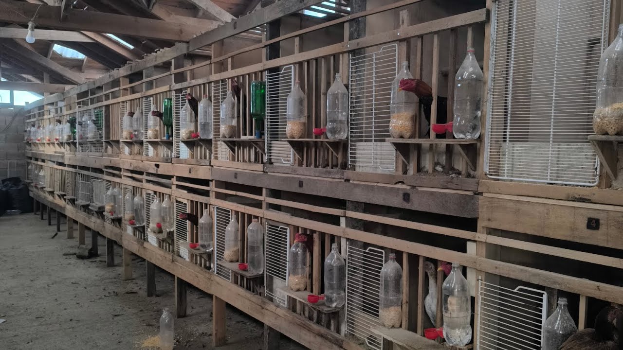 Bugün Fatsa'da Çok Güzel Bir Kümesi Ziyaret Ettik.