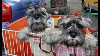 Цвергшнауцер. Щенки Бриз и Бьюти.Miniature Schnauzer. Odessa. Цвергшнауцер. Щенки Бриз и Бьюти.Miniature Schnauzer. Odessa.