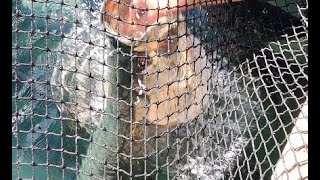 Feeding tarpons - Islamorada, FL