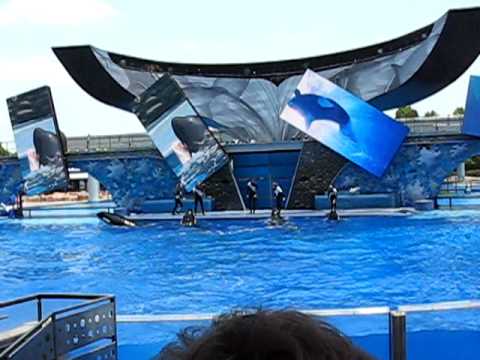 Believe - Shamu Show at Sea World Orlando 2008 - YouTube