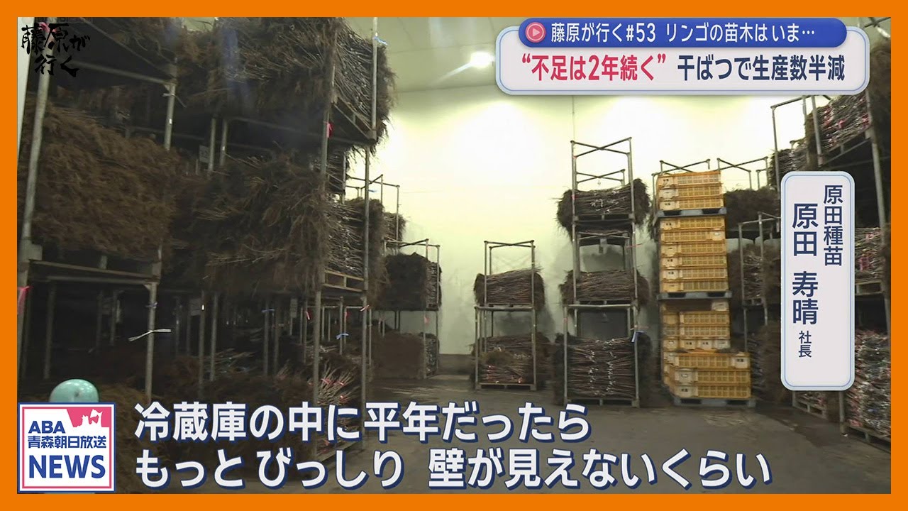 リンゴの苗木はいま…　“不足は2年続く”　干ばつで生産数半減　【藤原が行く】＃53