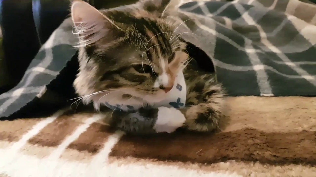 Стерилизация кошки день 2 - YouTube