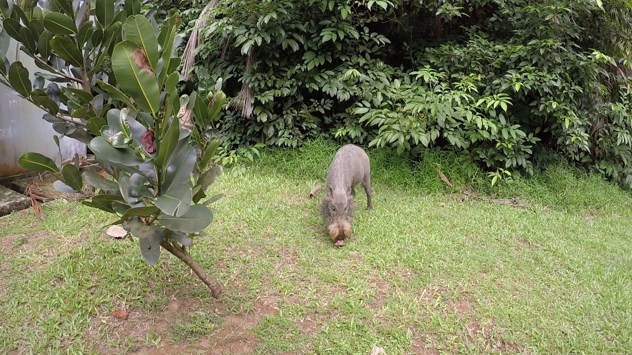 A Borneo bearded pig close to our lodge in Bako National Park (Sarawak, Borneo)