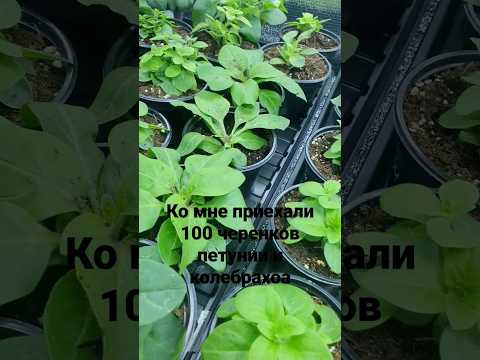 как выглядит 100