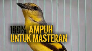 Suara Pancingan Burung Mantenan Gunung Agar Mau Bunyi, dijamin langsung nyaut
