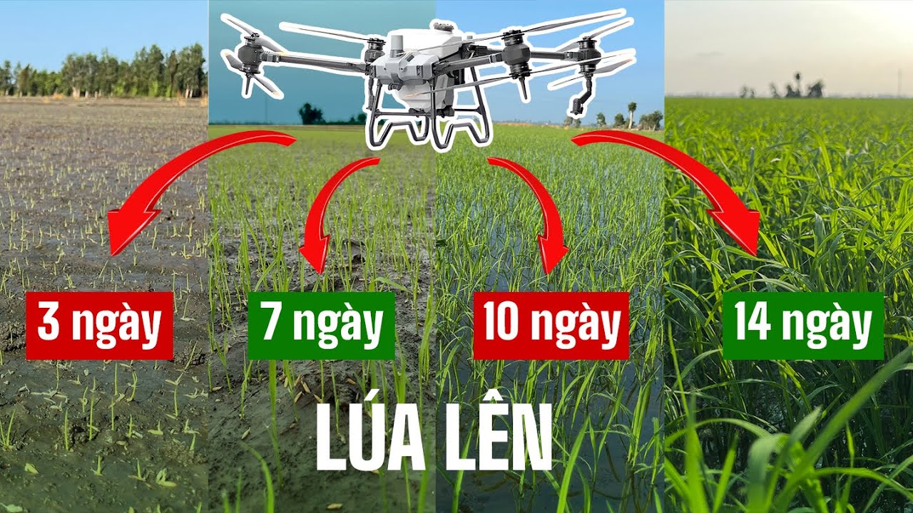 Quá trình lúa lên sau 3 ngày, 7 ngày, 10 ngày, 14 ngày - máy bay T40 sạ ...
