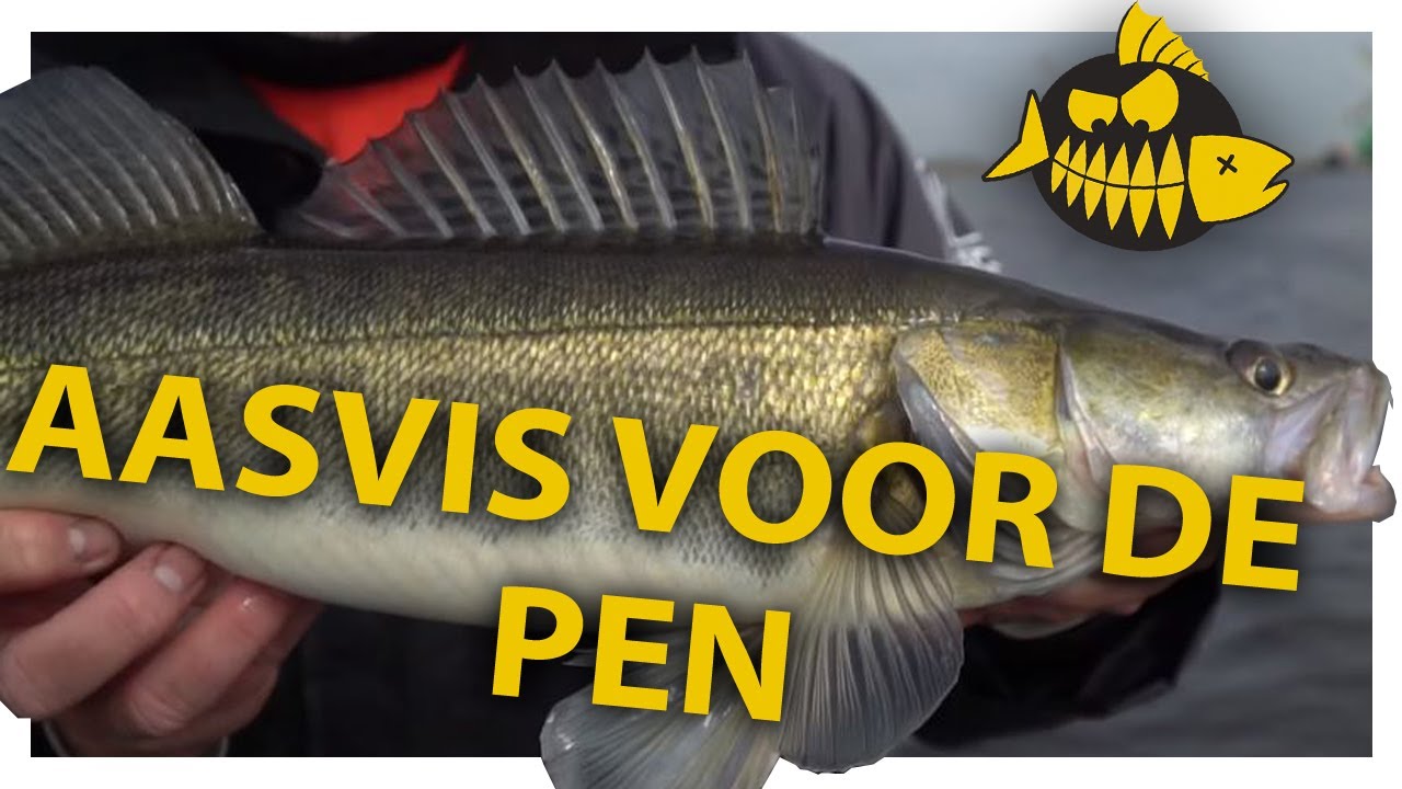 abstract Handig Asser Uitleg over aasvis voor het pennen op snoekbaars - Michael Stalenhoef -  YouTube