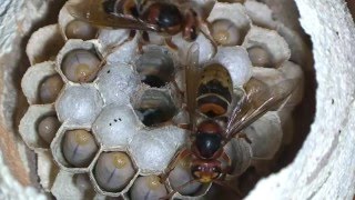 Hornisse Insekten Faltenwespe