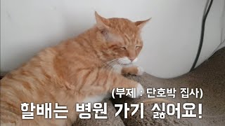 old cat 'halbae (grandpa in Eng.)' doesn't want to go to vet