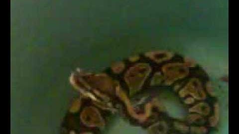 Ball python vs mouse (Part 2)