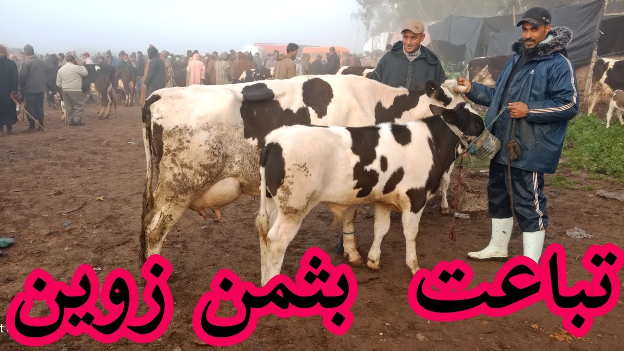 مباشرة من سوق الخميس سلا (السهول) 11/03/2021 أثمنة البقرة الوالدة ودردشة مع الكسابة