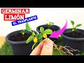 Cómo germinar semillas de limón - EL TRASPLANTE- Trasplantar frutal