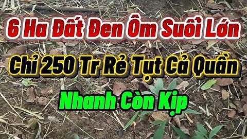 250 Triệu Mua Ngay 6 Ha Đất Đen Ôm Suối Lớn Trồng Trọt Chăn Nuôi Quá Hợp Lý Không Còn Lô Nào Rẻ Hơn 