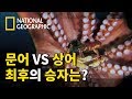 수족관에서 벌어진 태평양대문어와 곱상어의 혈투
