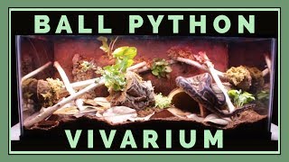 Building a Bioactive Ball Python Vivarium!