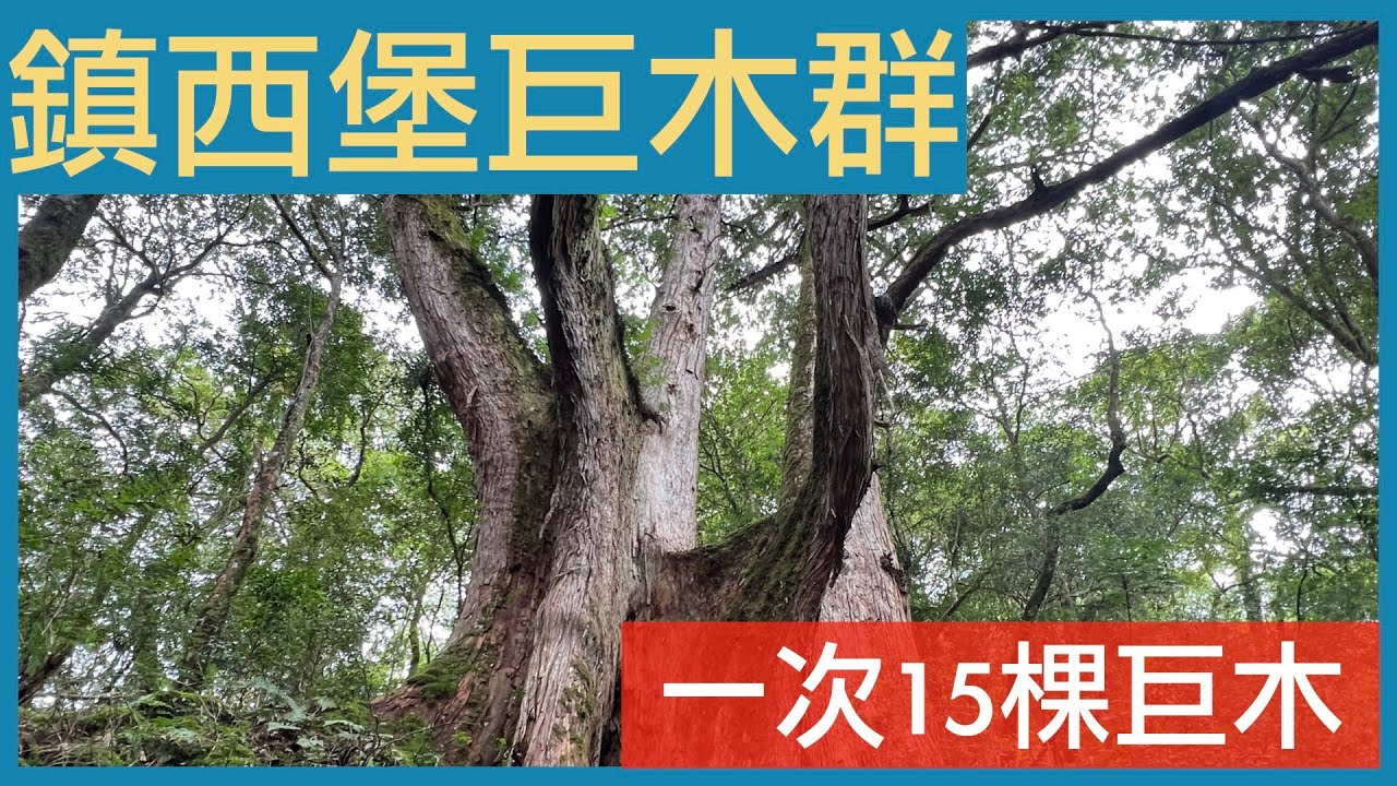 鎮西堡B區巨木群，一次造訪15顆巨木