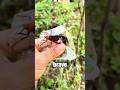 Capturing Murder Hornets With A Cup Bbeabeee Capturing Murder Hornets With A Cup Bbeabeee