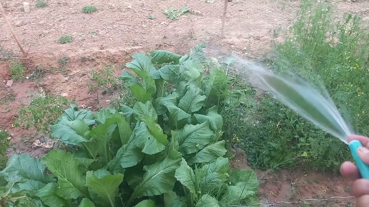 เอาไป ให้ป้ายุ คือแม่แม่เฒ่ามังกร