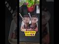 Black Grapes juice# black grapes#shorts #mini vlog.