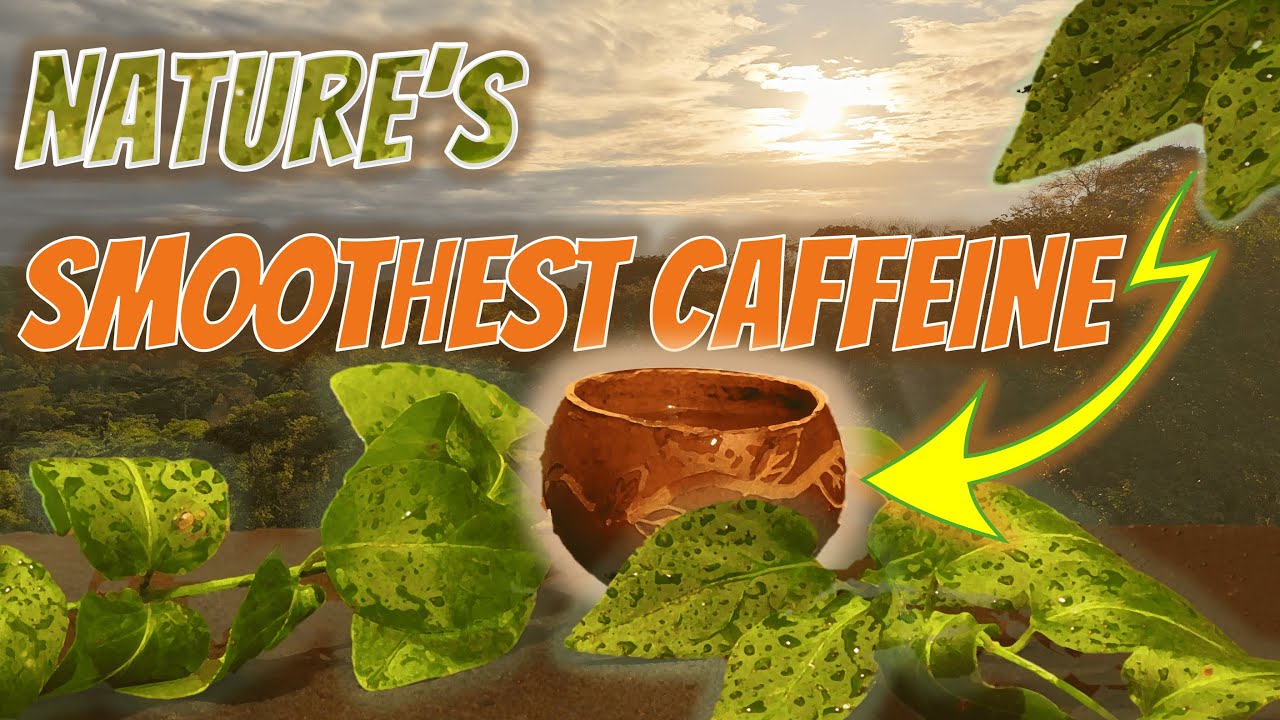 Тайный амазонский родственник йерба мате