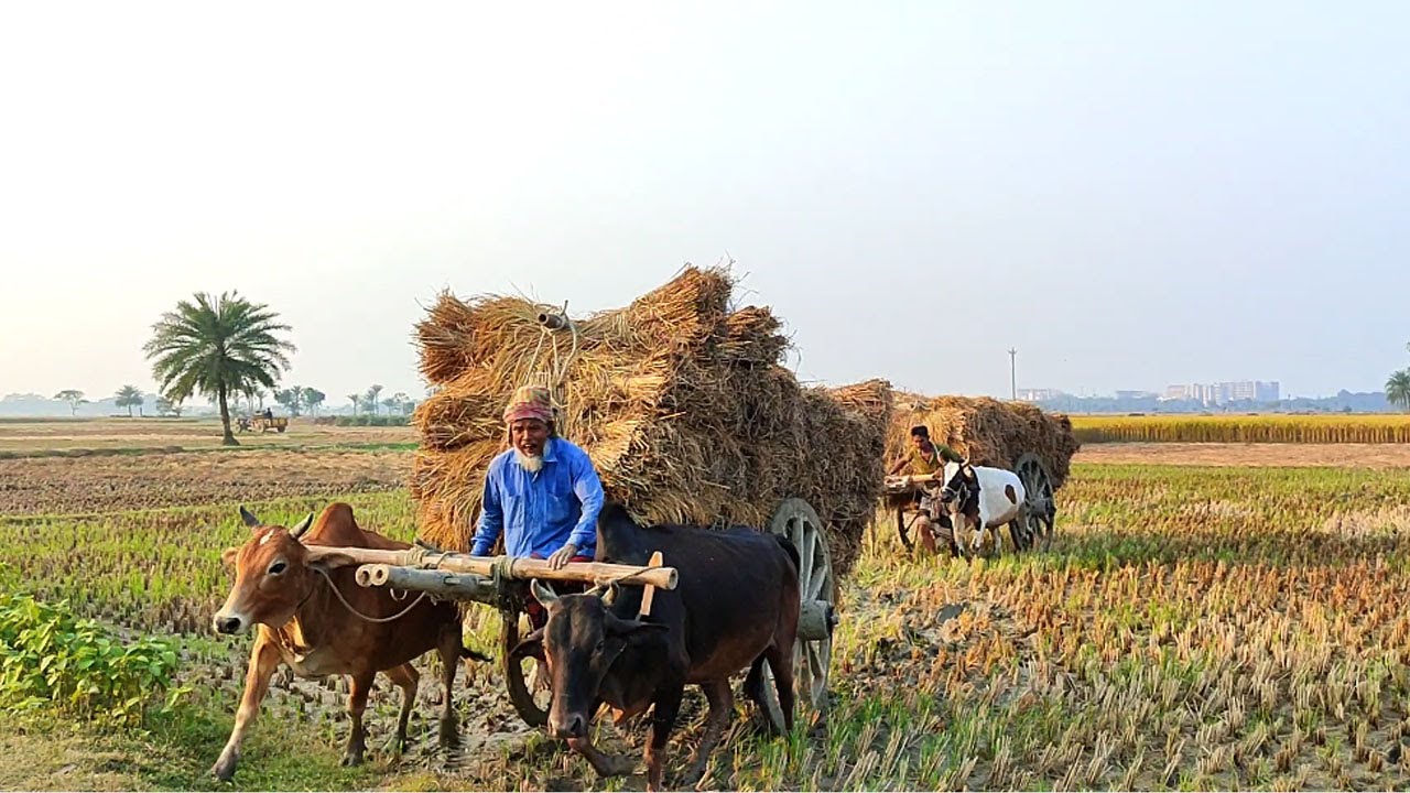 Bullock Cart Heavy Loaded Paddy // Paddy transport system in Bangladesh // Cow Videos