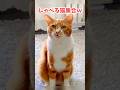 しゃべる猫がおもろ可愛すぎる件www