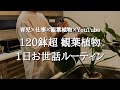 【1日管理ルーティン】仕事・育児の合間に120鉢以上の観葉植物を育てる時短管理術と水やり | YouTubeの裏側もありのまま公開します