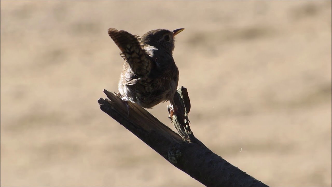 Carolina Wren .Minnesota November 5 2018 YouTube